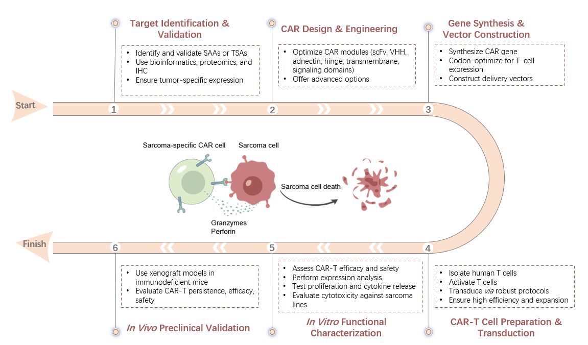 The workflow of sarcoma-specific CAR construction service. (Creative Biolabs Original)