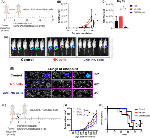Fig.1 The tumor-suppressive activity of CAR-NK cells. (OA Literature)