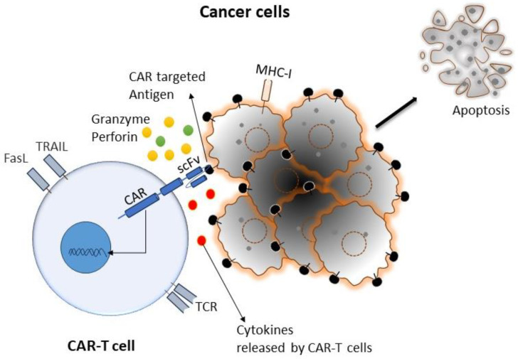 Fig.1 The characteristic working mechanism between CAR-T cells and targeted cancer cells. (OA Literature)