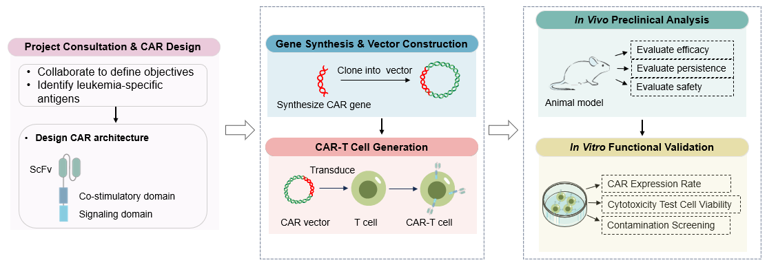 The workflow of leukemia-specific CAR construction service. (Creative Biolabs Original)