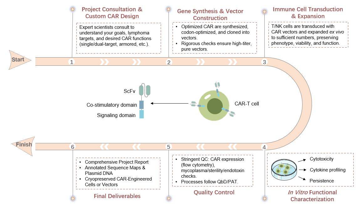 The workflow of lymphoma-specific CAR construction service. (Creative Biolabs Original)