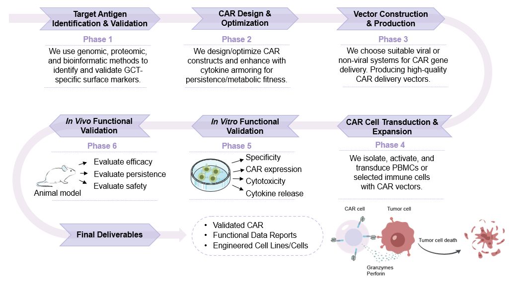 The workflow of germ cell tumor-specific CAR construction service. (Creative Biolabs Original)