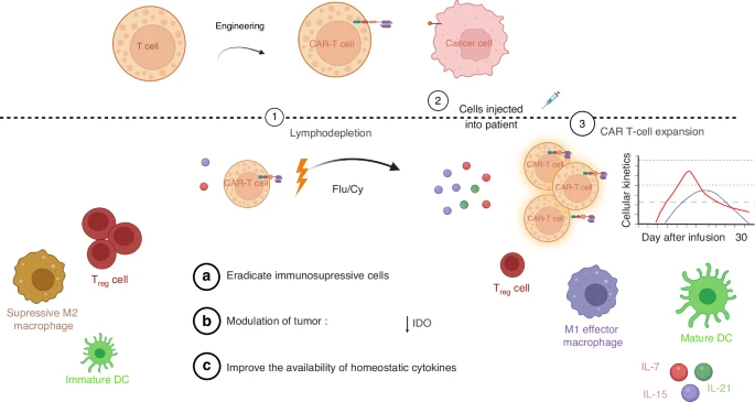 Fig.1 Illustration of lymphodepletion prior to CAR T infusion affecting tumor cells and immune microenvironment. (OA Literature)