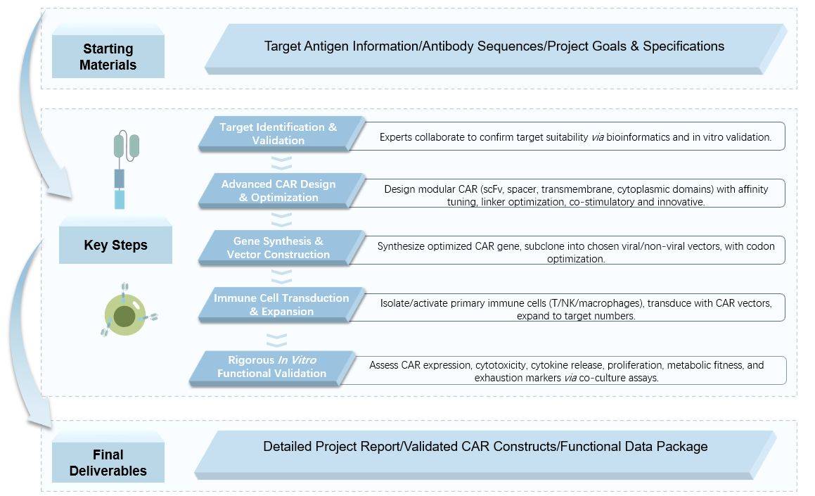 The workflow of other cancer or viral infection specific CAR construction service. (Creative Biolabs Original)