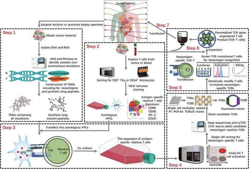 Fig.1 The rapid screening process of tumor-specific antigens utilized in engineered T-cell therapies. (OA Literature)