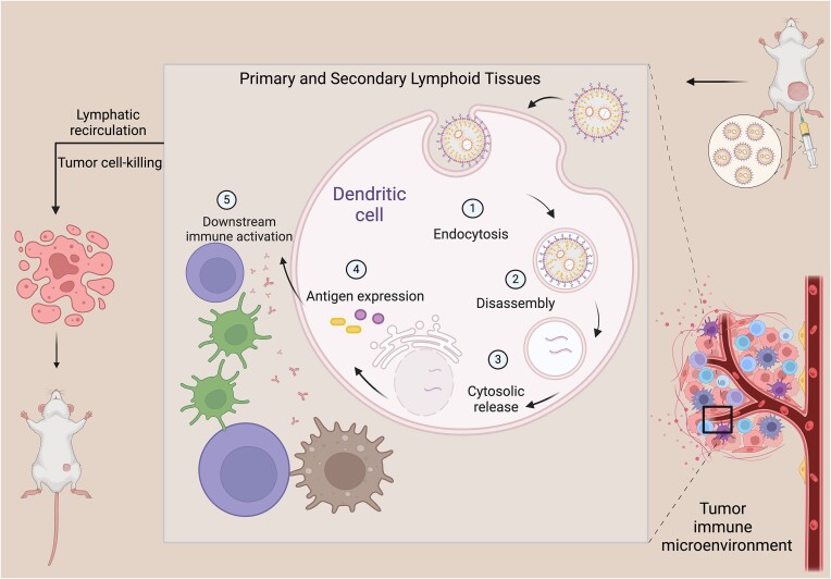 Fig.1 Schematic of systemic mRNA vaccine delivery and tumor-specific T cell recruitment. (OA Literature)