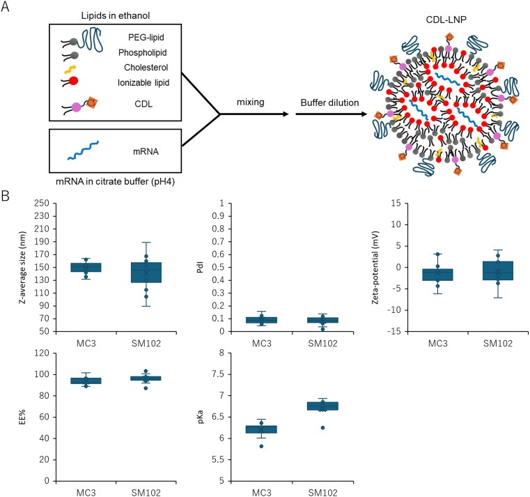 Fig.1 Cyclic disulfide lipid nanoparticles as a platform for enhanced mRNA delivery to dendritic cells. (OA Literature)