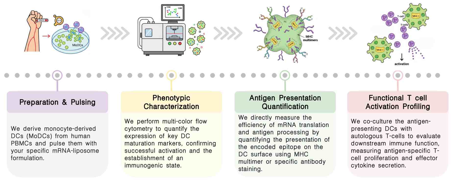 Workflow of in vitro DC characterization pulsed with mRNA liposome at Creative Biolabs. (Creative Biolabs Original)