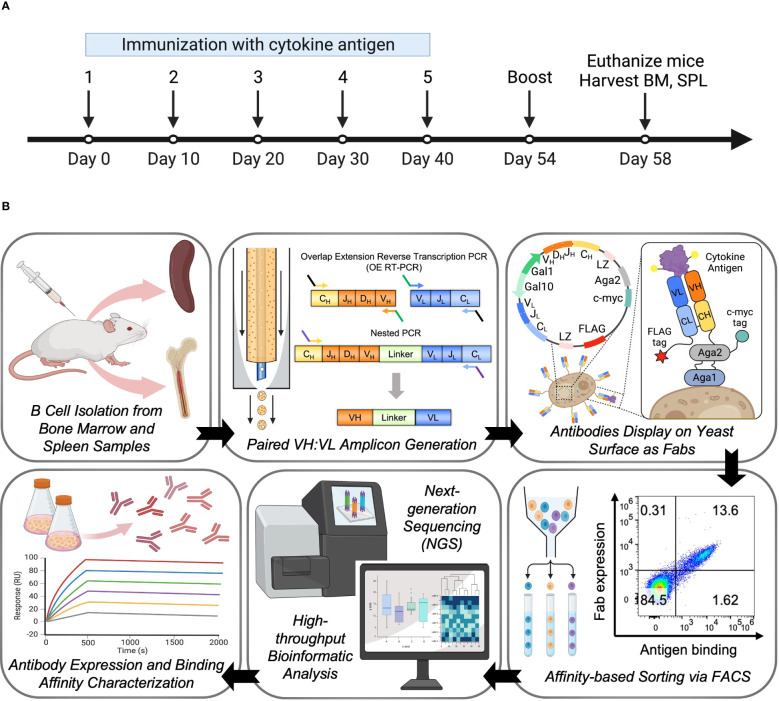 Fig.1 Integrated bone marrow and spleen compartment analysis for enhanced antibody discovery. (OA Literature)