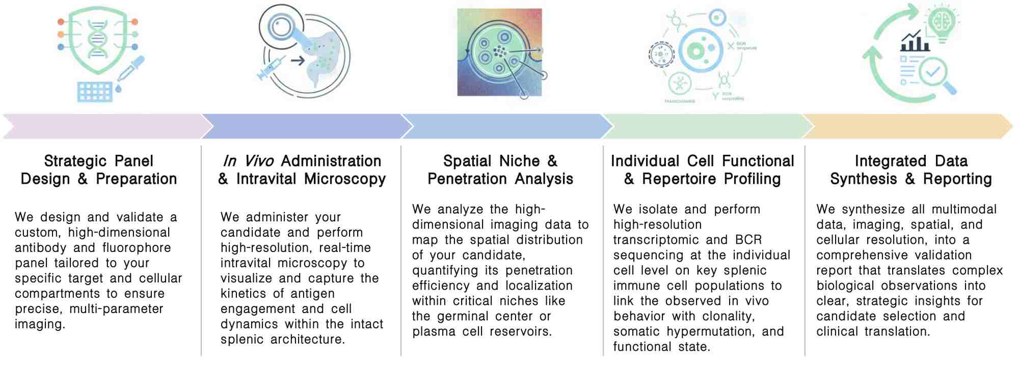 Workflow of in vivo native antigen validation on splenic immune cell populations at Creative Biolabs. (Creative Biolabs Original)