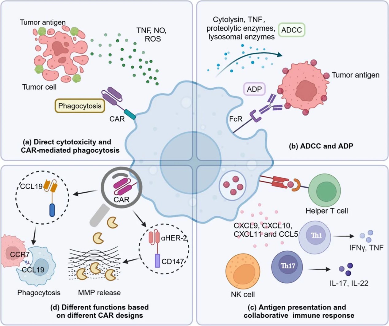 Fig.1 Role of ligands in other antibody-mediated diseases. (OA Literature)