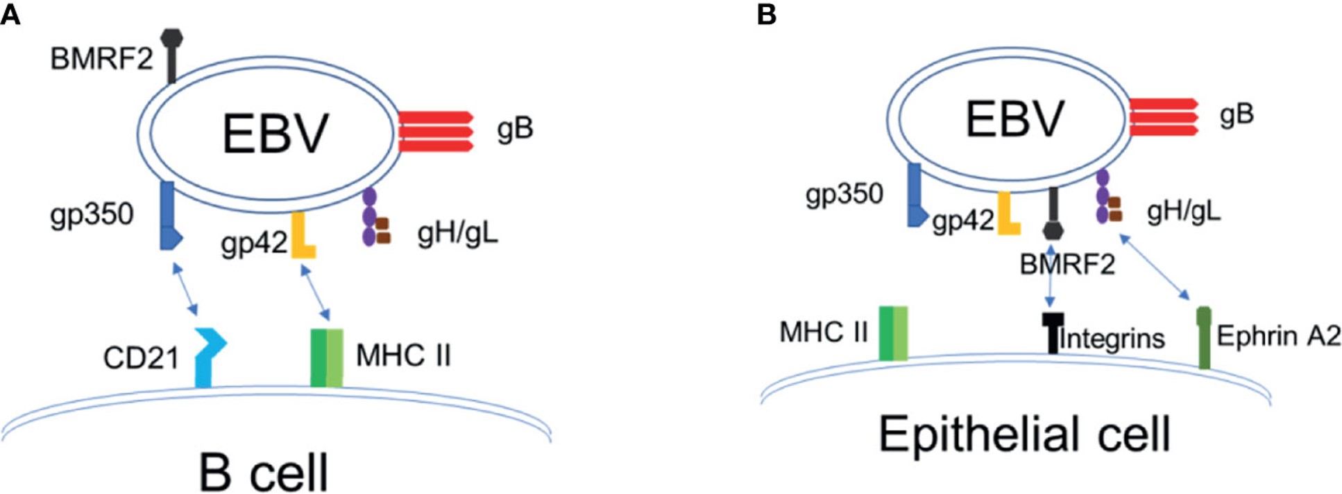 Fig.1 EBV entry and infection of target cells. (OA Literature)