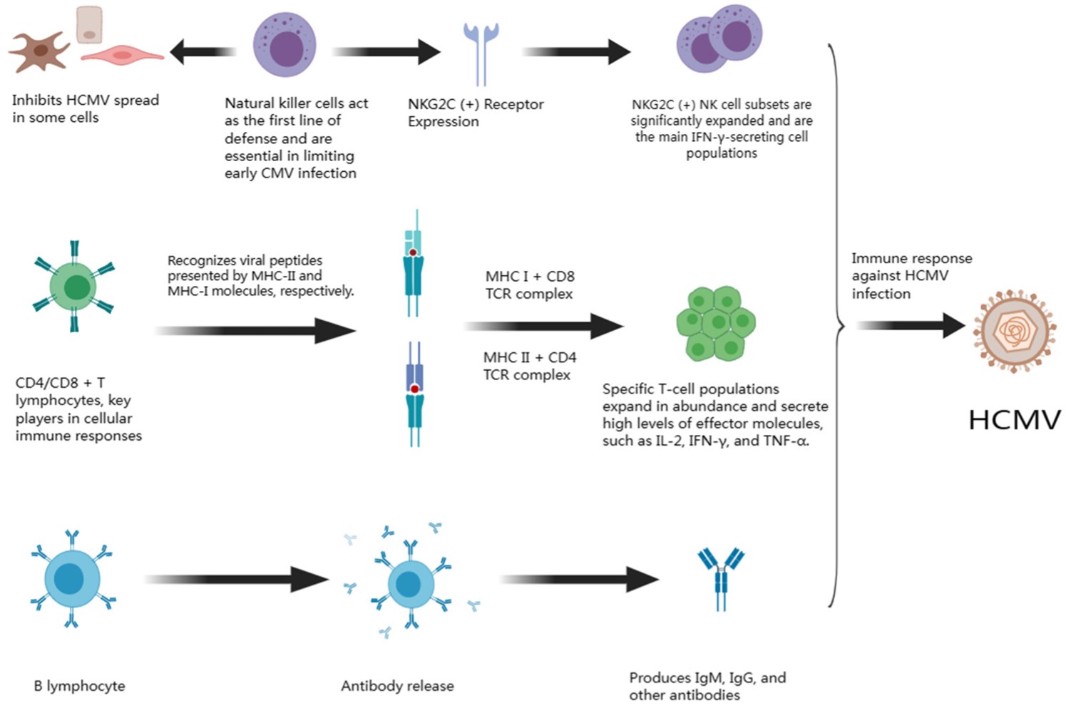 Fig.1 HCMV infection-associated immune response. (OA Literature)