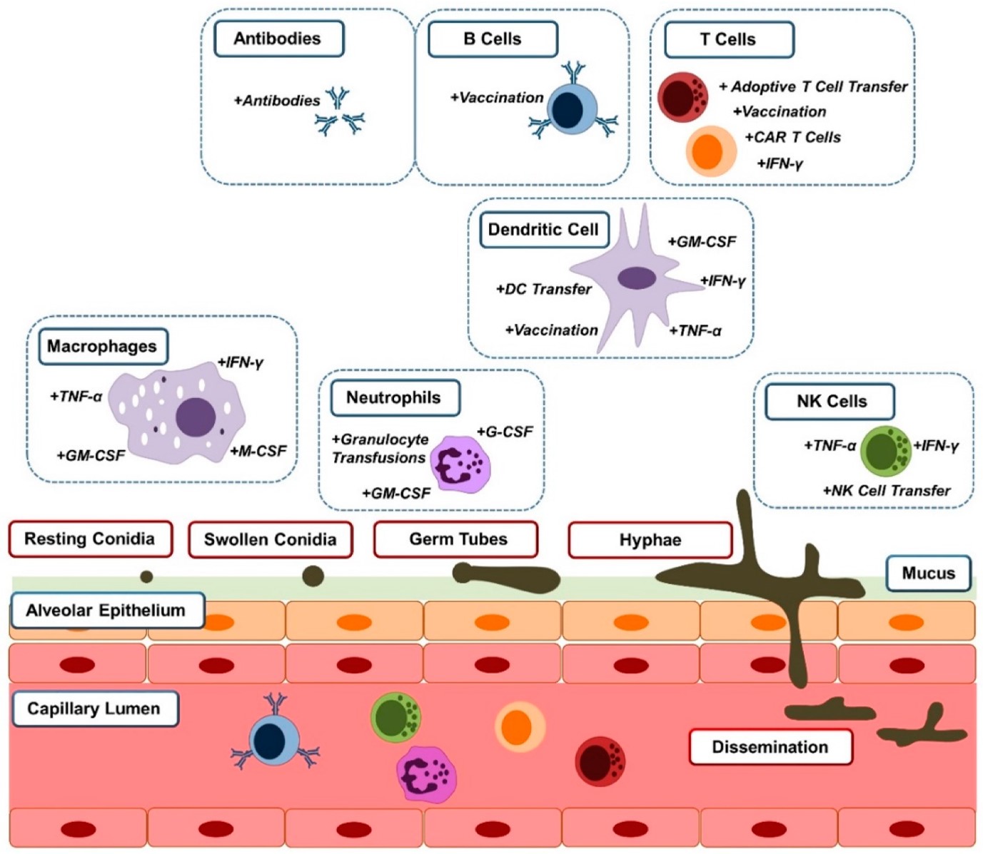 Fig.1 Cells of the innate and adaptive immune systems interact with different morphotypes of Aspergillus fumigatus. (OA Literature)