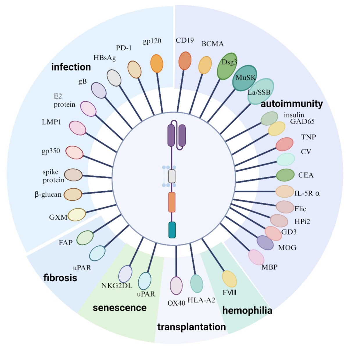 Fig.1 Applications and different targets of CAR immunotherapy in the non-oncology field. (OA Literature)