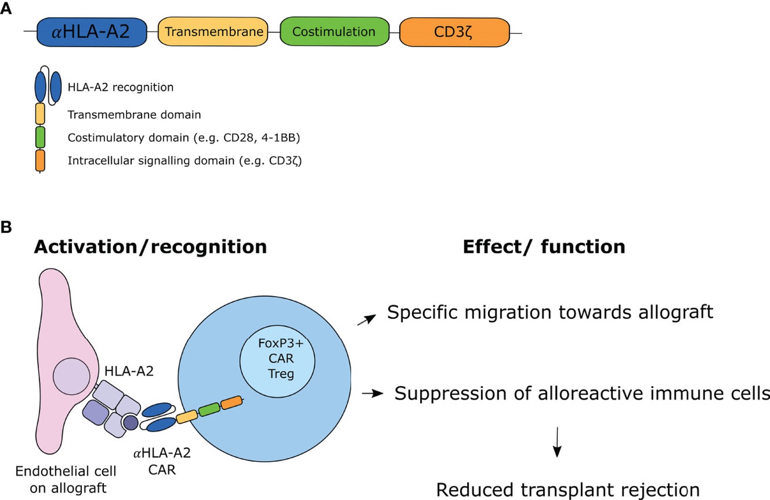 Fig.1 Cells of the innate and adaptive immune systems interact with different morphotypes of Aspergillus fumigatus. (OA Literature)
