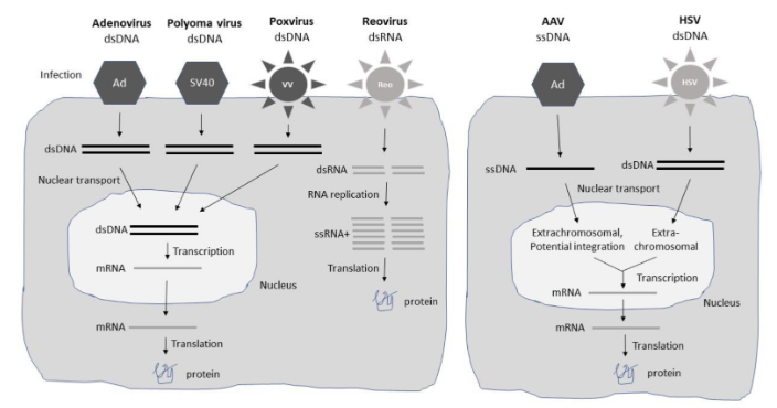 Fig.1 Expression systems.
