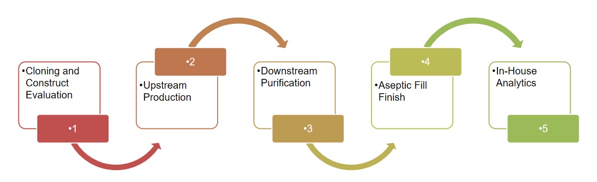 Fig.1 Workflow of CAR viral vector packaging. (Creative Biolabs original)