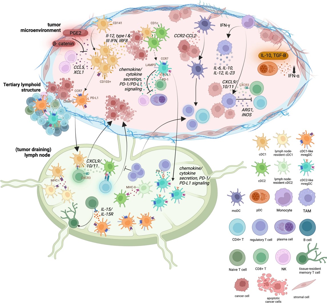 Fig.1 The interactions between immune cells in the tumor microenvironment. (OA Literature)