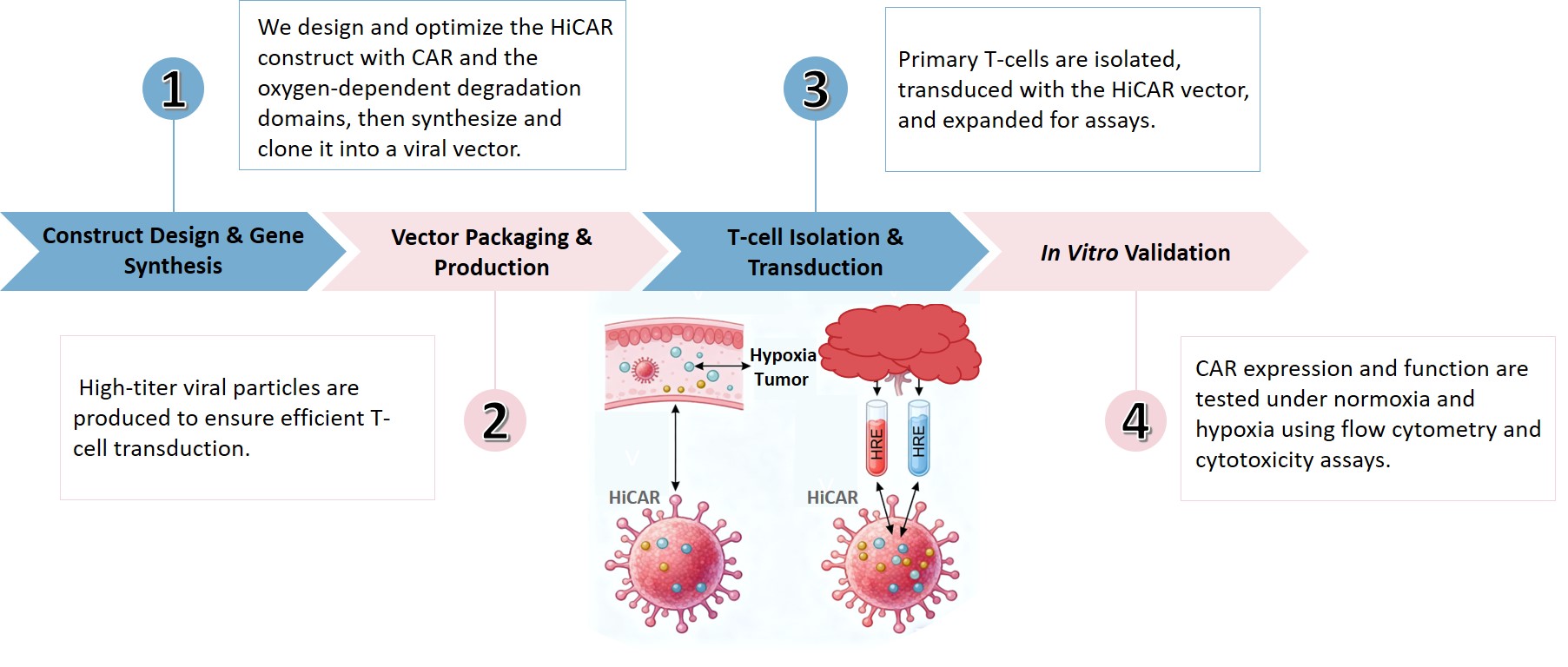 Workflow of HiCAR construction service. (Creative Biolabs Original)
