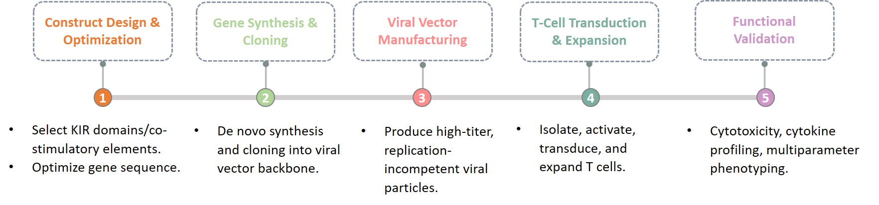 Workflow of KIR CAR construction service. (Creative Biolabs Original)
