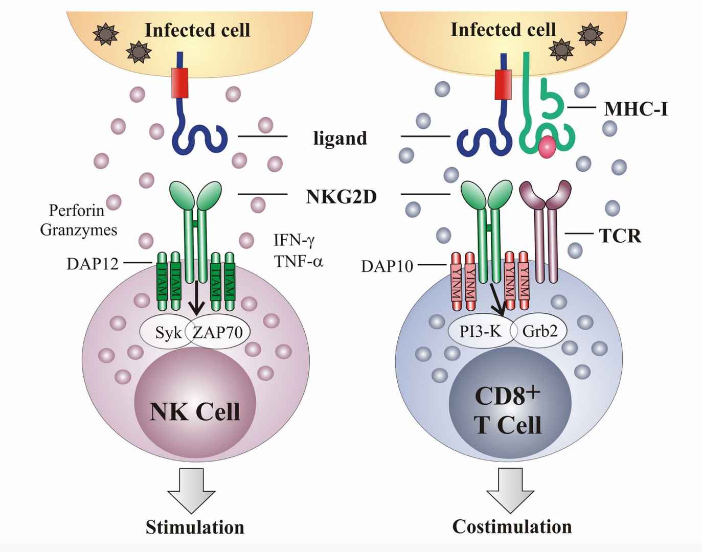 Fig.1 NKG2D based cytotoxicity on NK and T cells. (Slavuljica, et al., 2011)