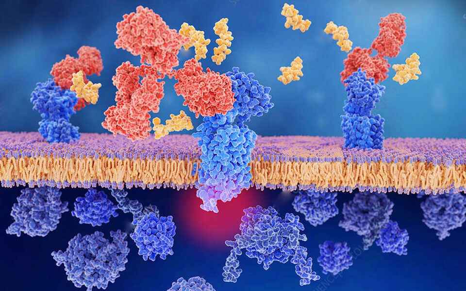 CAR Design and Construction. (Creative Biolabs)