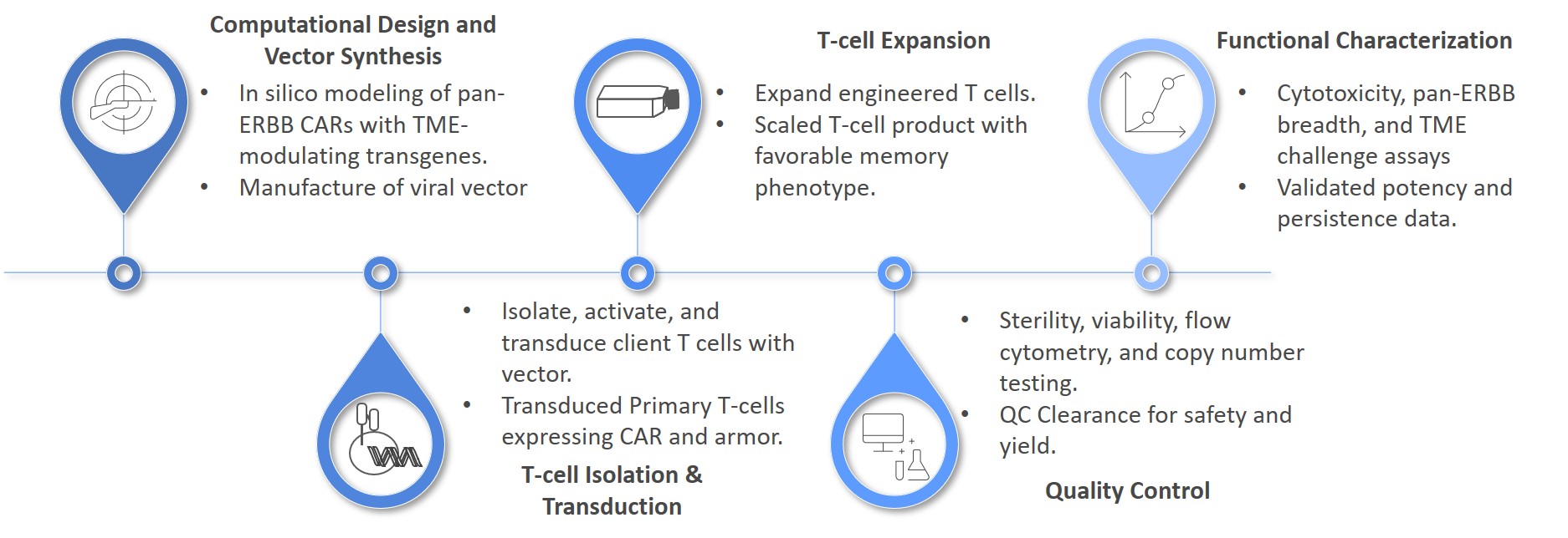 Workflow of pan-ErbB-targeted combination CAR-T cell engineering service. (Creative Biolabs Original)