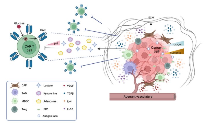 TME hurdles in CAR-T Cell Immune Therapy for Solid Tumors.