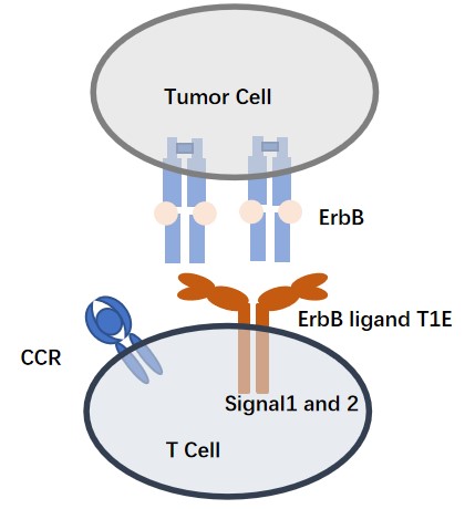 Schematic of pan-ErbB-targeted combination CAR-T cell engineering.