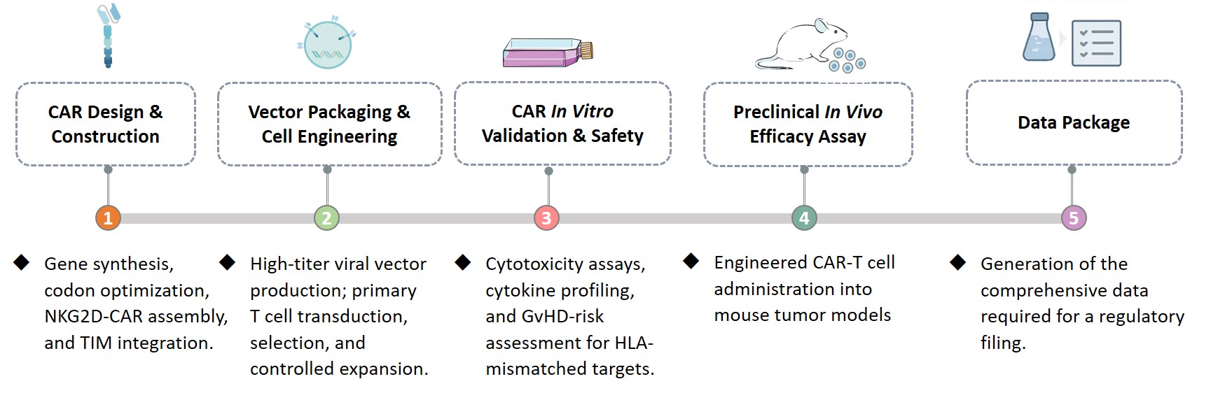 Workflow of NKG2D-based universal CAR engineering service using TIM molecule. (Creative Biolabs Original)