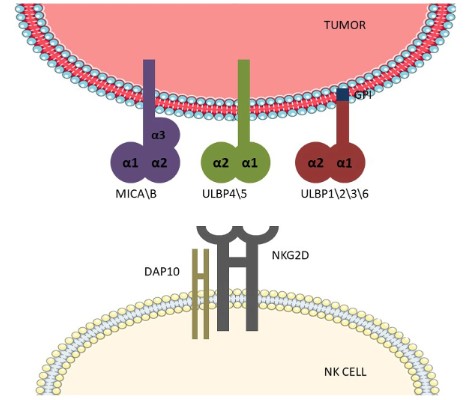 Fig.1 NKG2D receptor and its ligand.