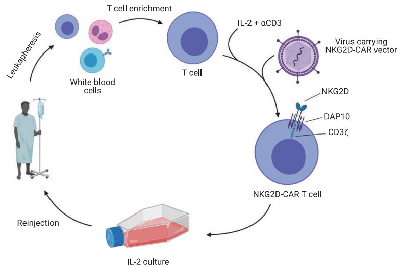 Overview of NKG2D-CAR T cell therapy.