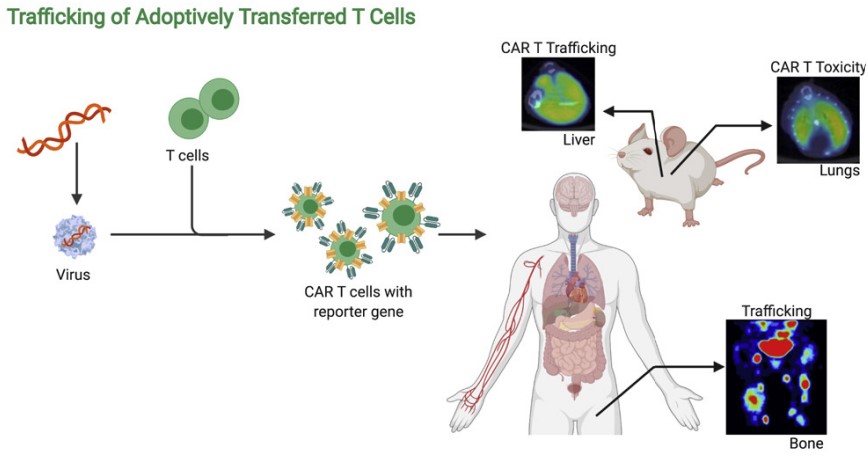 The schematic of in vivo CAR-T imaging.