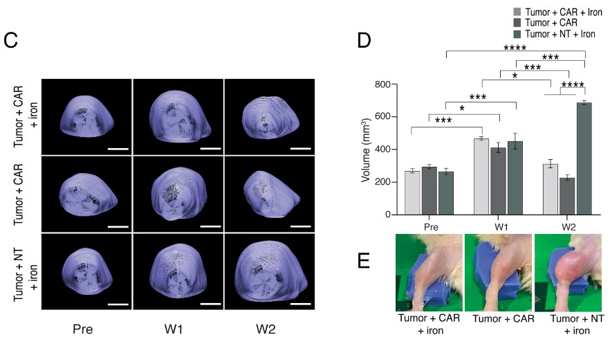 Photoacoustic images of CAR-T cells visualization labeled with ferumoxytol