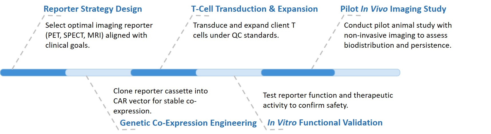 Workflow of CAR-T engineering strategies for in vivo imaging detection service. (Creative Biolabs Original)