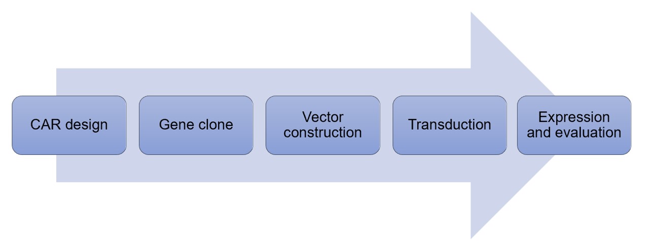 Fig. 2 Workflow of CAR construction services. (Creative Biolabs Original)