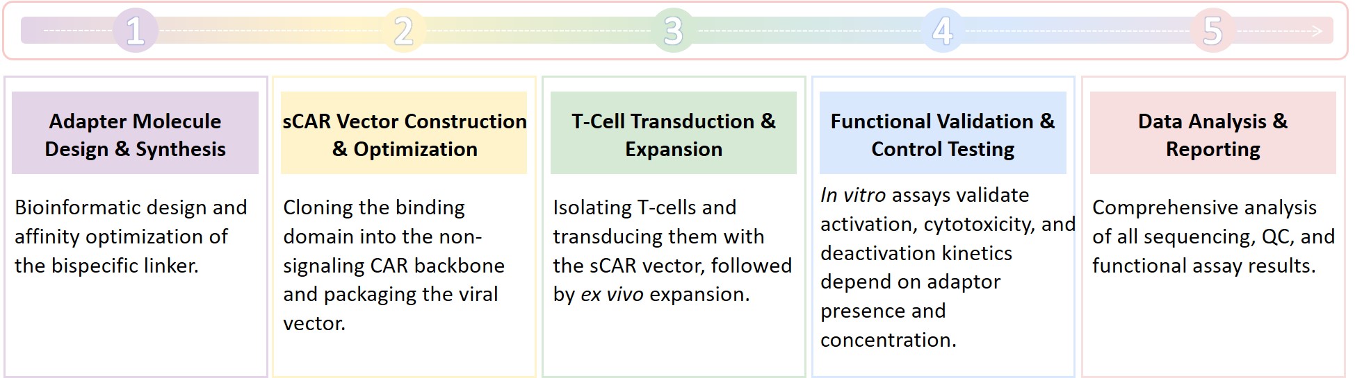 Workflow of switchable CAR construction. (Creative Biolabs Original)