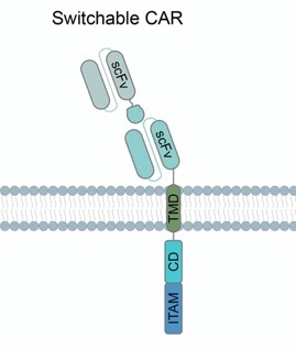 Fig.1 Construction. (Teng, F.; et al., 2024)