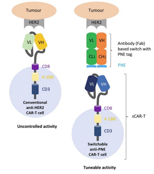Fig.2 Switchable CAR-T. (Raj, Deepak et al., 2019)