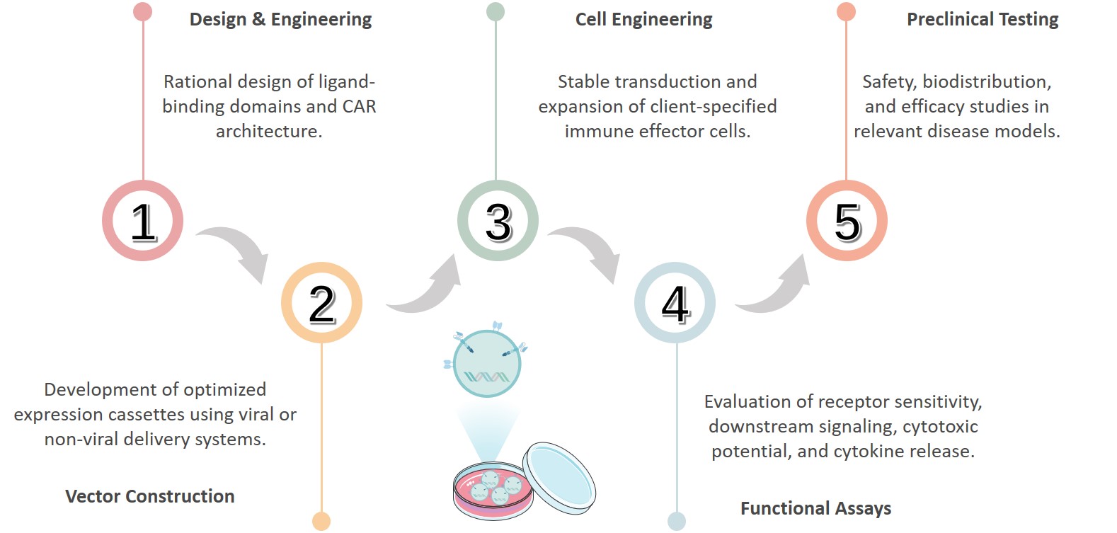 Workflow of soluble ligand-sensing CAR construction. (Creative Biolabs Original)