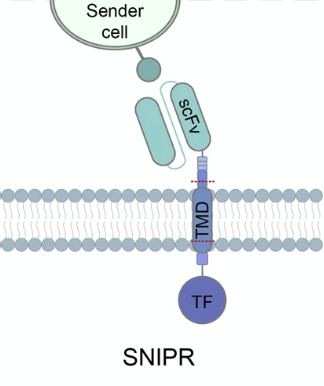 Fig.1 Construction. (Teng, F.; et al., 2024)