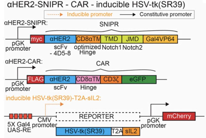 Fig.2 SNIPR T cells. (Shin, Jaehoon et al., 2023)
