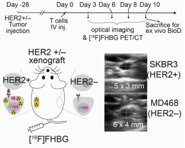 Fig.3 Animal model. (Shin, Jaehoon et al., 2023)