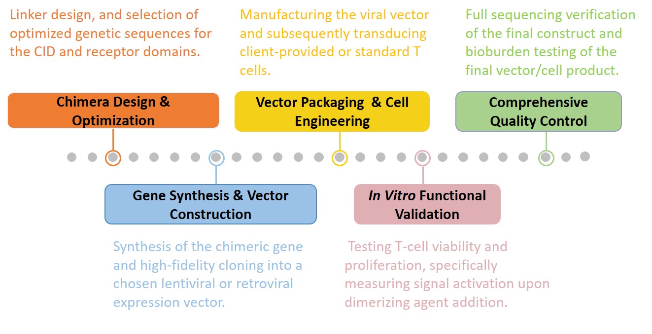 Workflow of CID-cytokine receptor chimera. (Creative Biolabs Original)