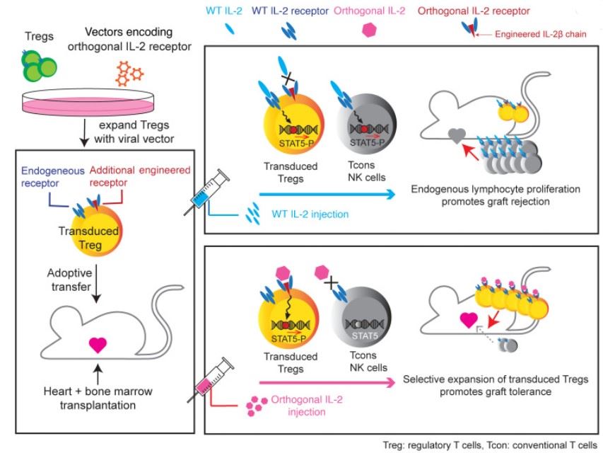 Fig.1 Application of Orthogonal IL-2/IL-2 receptor system for organ transplantation. (Hirai, Toshihito, et al., 2021)