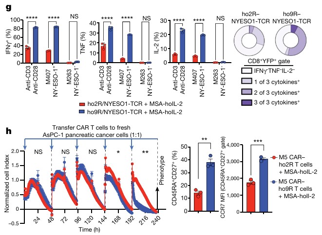 Fig.2 Superior effector function using Orthogonal IL-2Rβ-ECD–IL-9R-ICD constructs. (Kalbasi, Anusha, et al., 2022)