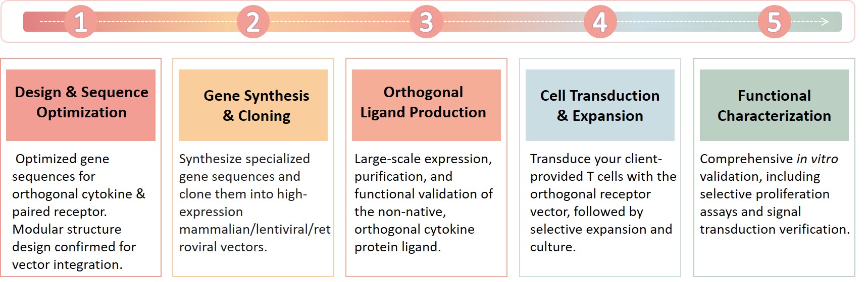 Workflow of orthogonal cytokine-receptor pairs construction. (Creative Biolabs Original)