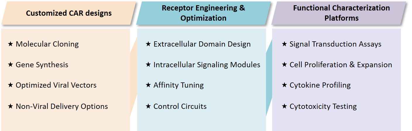 Analysis and testing of chimeric cytokine receptor engineering strategies. (Creative Biolabs Original)