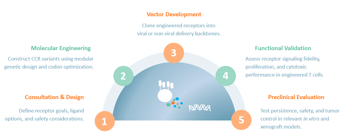 Workflow of chimeric cytokine receptor engineering strategies. (Creative Biolabs Original)